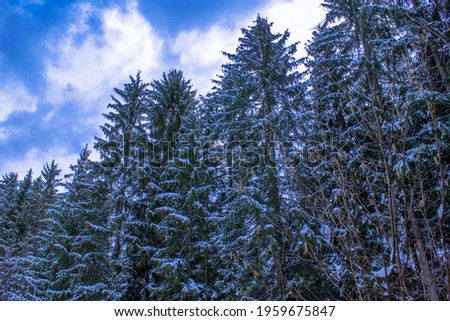Evergreen forest in the winter