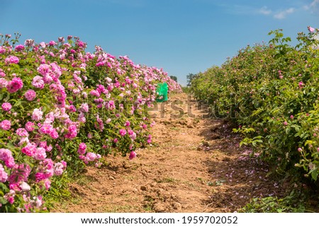 Rosa damascena fields (Damask rose, rose of Castile) rose hybrid, derived from Rosa gallica and Rosa moschata. Bulgarian rose valley near Kazanlak. Copy space.  Royalty-Free Stock Photo #1959702052