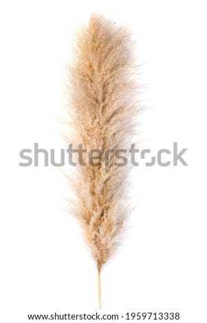Pampas grass on white isolated background. Cortaderia selloana. Top view. Copy space.