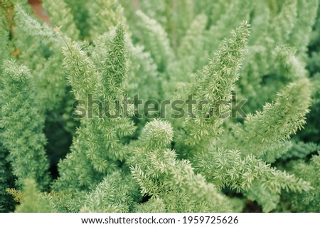 Asparagus densiflorus, asparagus fern, plume asparagus or foxtail fern green stems close-up, horizontal outdoors summer tropical floral and botanical stock photo