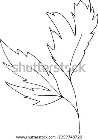 simple vector branch with leaves black and white. Minimalistic botanical illustration, hand drawing 
