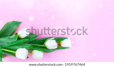 Bouquet of white tulips on pink background. Flat lay. Closeup. Springtime. Womens and Mother's Day concept. Spring greeting card. Copy space. Top view.