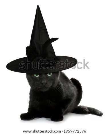 Black cat witch scary with spooky hat funny conceptual image