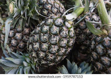 Pineapples for sale at the Panama's Wholesale Food Market