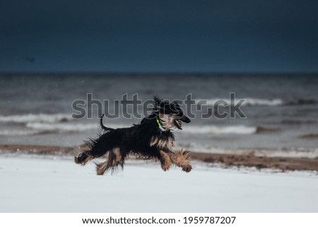 Wet afghan hound is running at the show beach