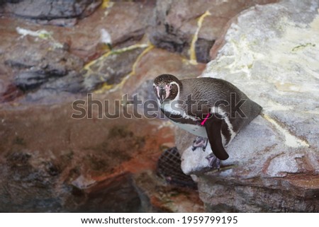 Penguins in the aquarium photo