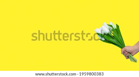Springtime Woman and mother day concept. Banner Men hand with white Tulips on golden yellow background. Easter and spring card copyspace. Greeting card with 8 March, father day, wedding, birthday. Royalty-Free Stock Photo #1959800383