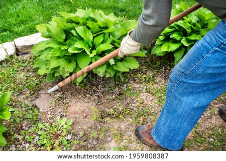 Man wearing gloves and using old garden hoe to clear weeks from around hosta plant in garden. landscaping, landscape, decorative plants, shade, clearing, weeding, scraping ground, dirt, dandelions  Royalty-Free Stock Photo #1959808387