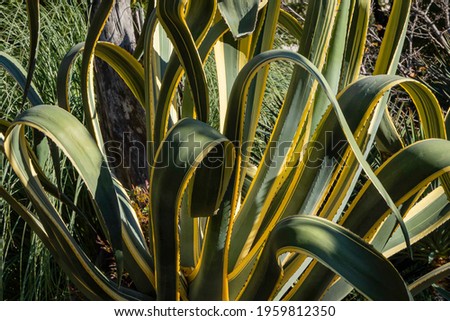 American agave (Agave americana) striped - species of genus Agave, Agave subfamily, Asparagus family against background of evergreen plants. Sochi city center. Landscape park near Winter Theater.