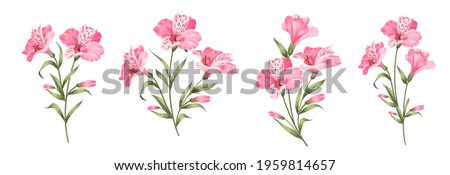 Set of differents alstroemeria flowers on white background. Royalty-Free Stock Photo #1959814657