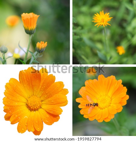Collage of four  images of Calendula flower - isolated and plant in nature. Calendula (Calendula officinalis, pot marigold, ruddles) flower on green natural summer background. Calendula isolated.