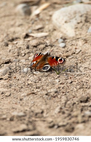 A close up of a European Peacock Butterfly, a species of brush foot butterfly, sunbathing on the gravel