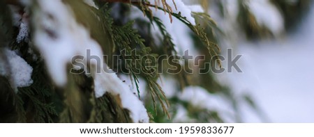 Soft focus thuja branches covered with snow. Happy New year, Merry Christmas, wintertime concept. Close up with place for text. Banner.