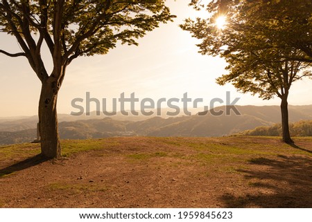 This is a picture of the trees and scenery of the park looking at the sunset.
