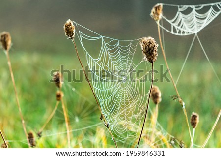A closeup of spiderwebs on dried grass in a field under the sunlight with a blurry background