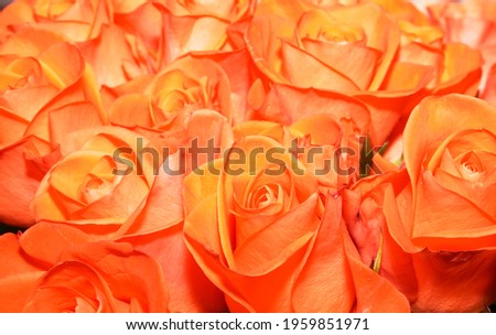 A bouquet of bright orange color roses. Natural roses background. Happy Birthday, Happy Mother's Day, Wedding Day, Valentine's Day, International Women Day greeting card, poster.                      