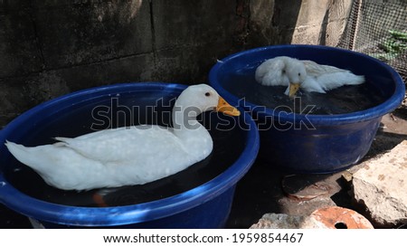  white duck with black eyes and a plastic bath for swimming.