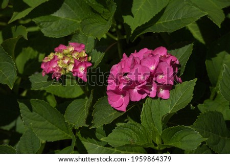Purple inflorescence of Hydrangea macrophylla against the background of large green textured leaves of the bush. Bright natural backdrop. Beautiful wallpaper with copy space. Focus on foreground.