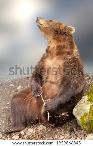 Wild brown bear, ursus arctos sitting on ground. Funny pose animal portrait with blury background, copy space
