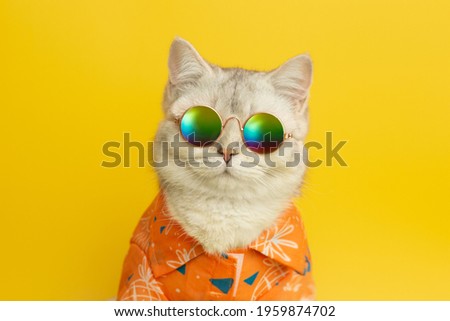 Portrait of white british cat are wear sunglass and shirt in concept summer on the yellow background.