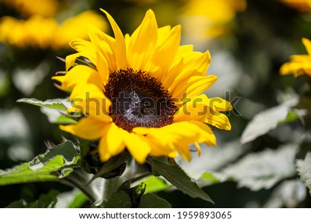 close-up photograph of a dwarf sunflower "Sunspot" (lat. Helianthus annuus) in the garden Royalty-Free Stock Photo #1959893065