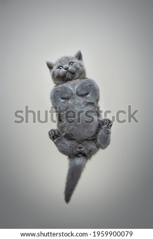 bottom up view or underview of small british shorthair kitten lying on invisible glass pane with copy space looking down curiously