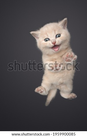low angle view of a cream tabby british shorthair kitten meowing looking at camera Royalty-Free Stock Photo #1959900085