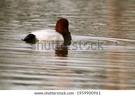 The Male Common pochard (Aythya ferina) swimming in small pond. The Common pochard is a medium-sized diving duck. Spring 2021. Buivydiskės pond, Vilnius, Lithuania.