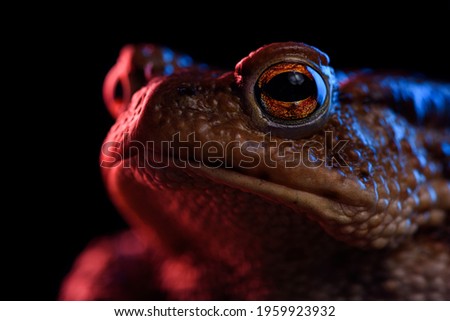 Common toad portrait macro in red and blue neon light