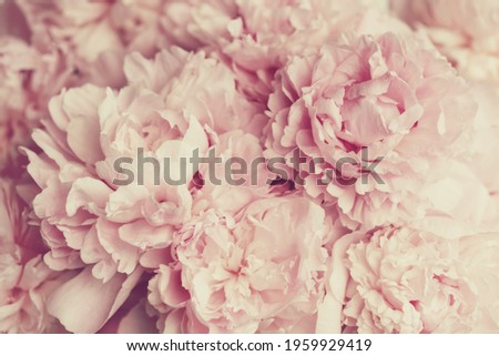 Fluffy pink peonies flowers background in retro style