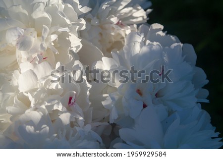 White peony petals close-up. Floral background of beautiful delicate petals.