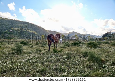 Brown horse graze in a pasture with green grass. Young mare are walking across the field towards the sunset in mountain landscape.