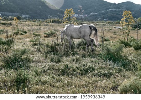 White horse grazes in a field with dry grass. Portrait of mare in mountain landscape near sunset.