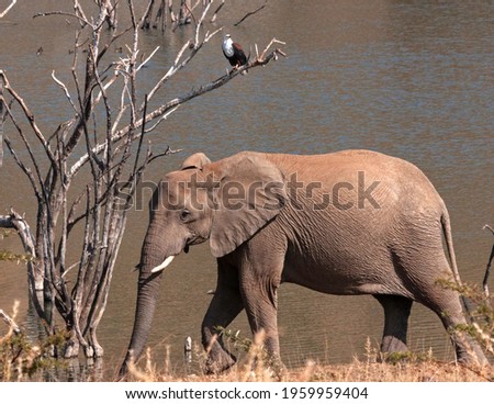 Elephants from the Pilanesberg National Park, South Africa