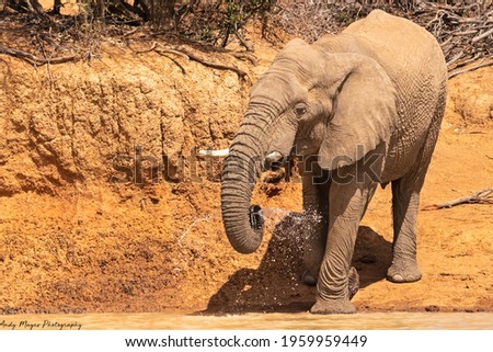 Elephants from the Pilanesberg National Park, South Africa