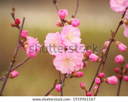 Amygdalus  triloba (Prunus triloba) blossoms in Spring at flowers garden with blurred brown nature background. Selected focus picture with copy space.   