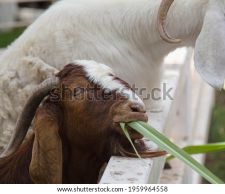 A goat on the farm eating grass