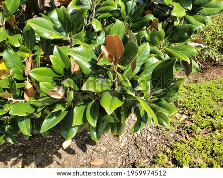 Southern Magnolia branch and leaves, foliage