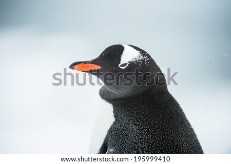 Gentoo Penguin close up (Pygoscelis papua) in Antarctica