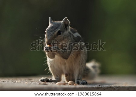 A closeup of a squirrel eating biscuit on a concrete surface