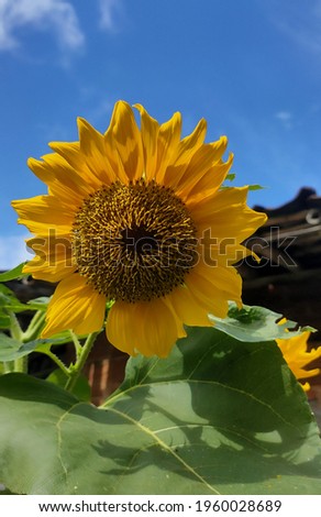 The common sunflower (Helianthus annuus) is a species of large annual forb of the daisy family Asteraceae. The common sunflower is harvested for its edible oily seeds which are used in the production 