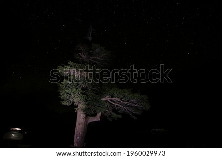 Beautiful scene of natural tree in the dark night.