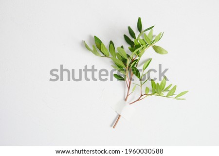 branch of pistachio glued with paper tape in a gray background, copy space spring mood concept