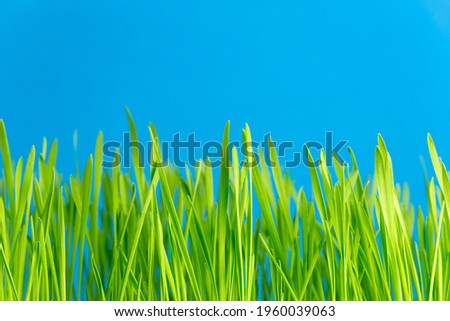 Young sprouts of wheat grass on a bright blue background macro photography. Lush green grass close up. Juicy leabes of wheatgrass sprouts.