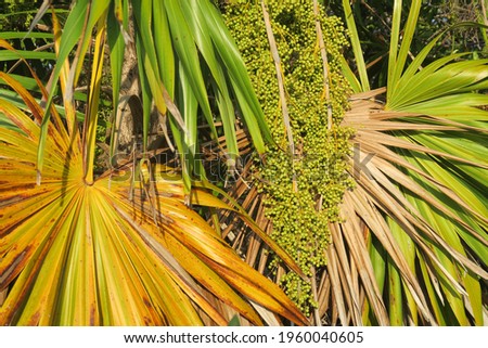 Green betel nut palm, fresh betel nuts on a tree on a sunny day in a tropical atmosphere 