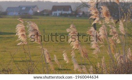 closeup of dry reeds in evening light moving in the wind. CH Bonfol, 21th April 2021