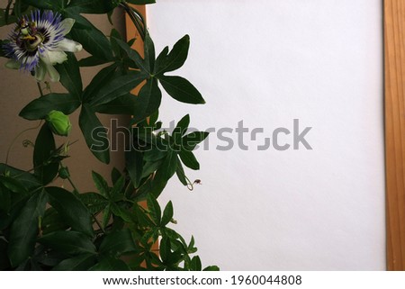 White paper in a wooden frame on a table covered with linen canvas. Green liana with passion flower, tropical plant. Mockup.