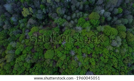 A beautiful aerial view of the thick trees growing in the forest on a rather gloomy day
