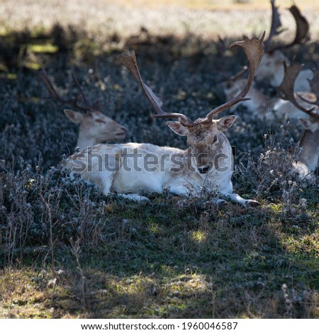 Reindeer laying down with head bowed in forest