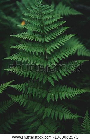  
Dark green fern leaf growing in the forest                         